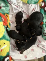 Pocket CD, a male Yorkshire Terrier for sale in Pensacola, FL – 1 of 1