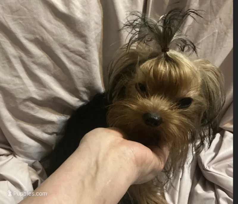 Jerry – Yorkshire Terrier puppy for sale in Pensacola, FL