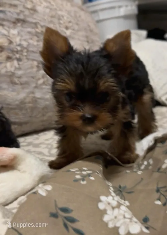 Justin – Yorkshire Terrier puppy for sale in Pensacola, FL