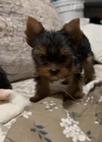 Justin, a male Yorkshire Terrier for sale in Pensacola, FL – 1 of 1