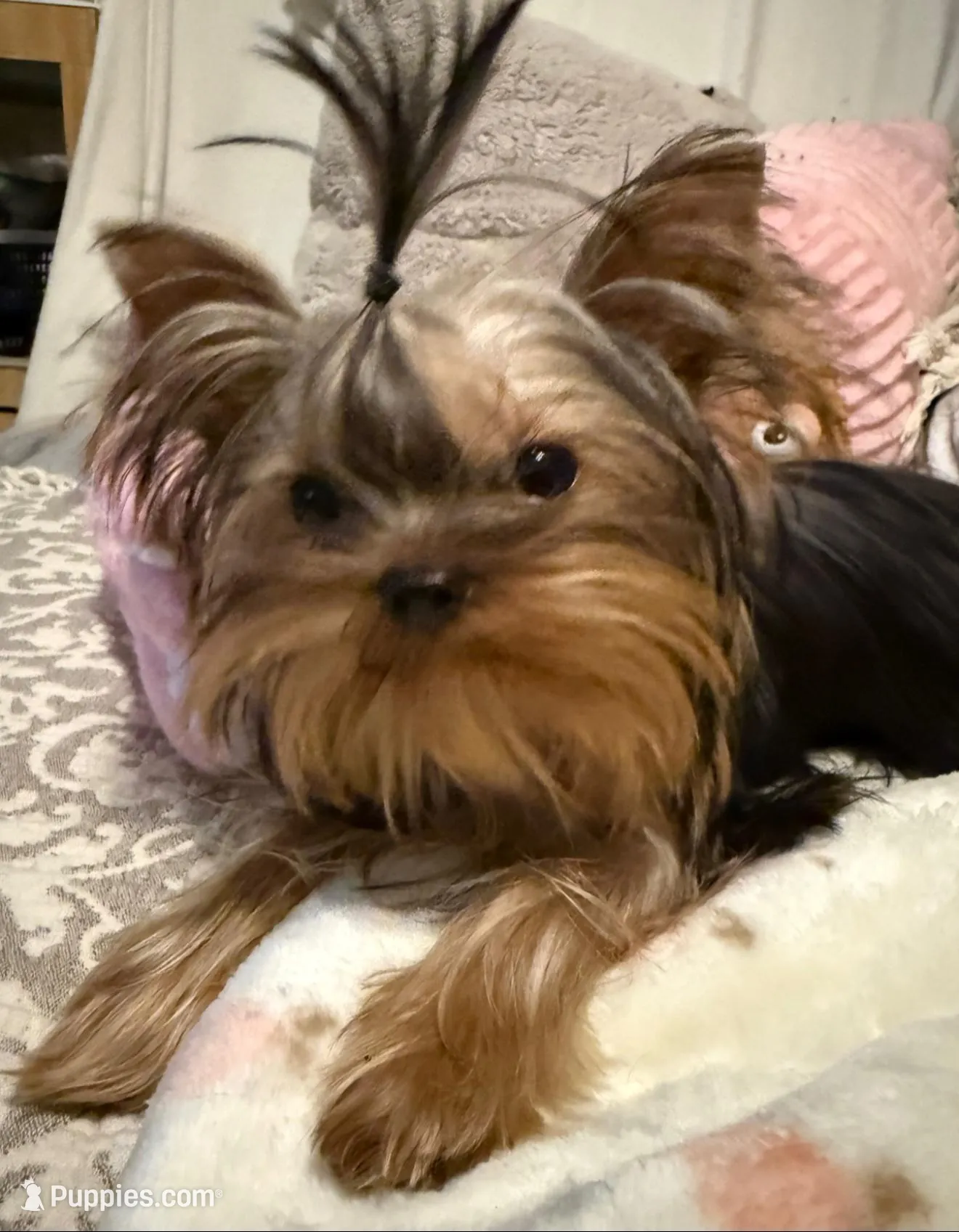 Amanda pending , a female Yorkshire Terrier for sale in Pensacola, FL – 4 of 4