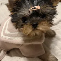 Amanda, a female Yorkshire Terrier for sale in Pensacola, FL – Photo 1 of 2