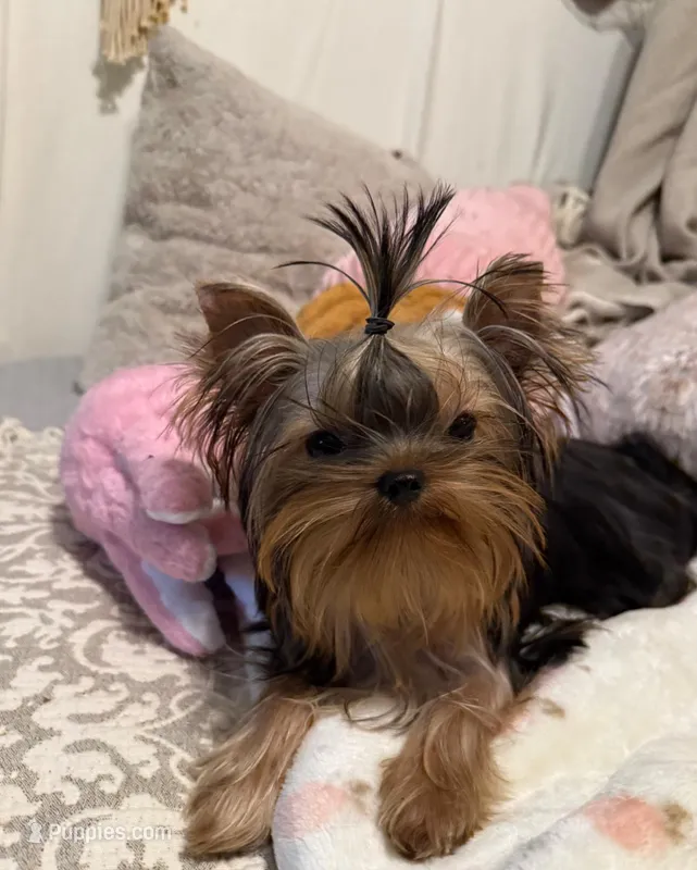 Amanda – Yorkshire Terrier puppy for sale in Pensacola, FL