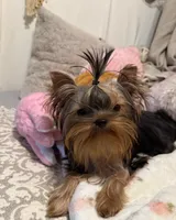 Amanda pending , a female Yorkshire Terrier for sale in Pensacola, FL – 1 of 4