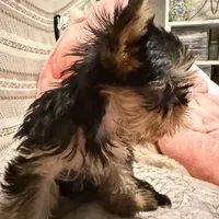 Amanda, a female Yorkshire Terrier for sale in Pensacola, FL – Photo 2 of 2