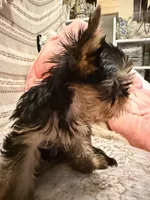 Amanda, a female Yorkshire Terrier for sale in Pensacola, FL – Photo 2 of 2