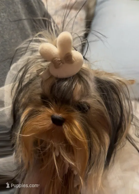 Tina 3.5 lbs  – Yorkshire Terrier puppy for sale in Pensacola, FL