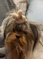 Tina 3.5 lbs , a female Yorkshire Terrier for sale in Pensacola, FL – 1 of 1