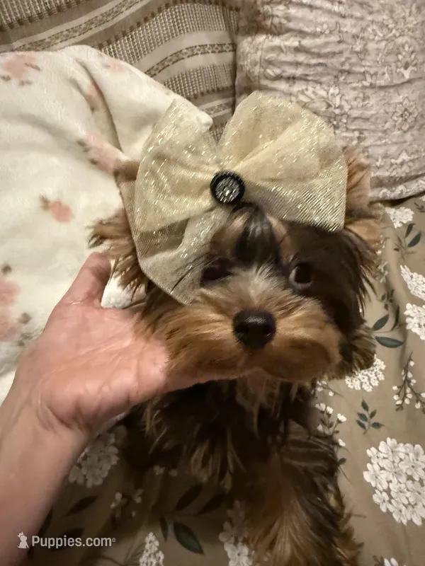 Kayla – Yorkshire Terrier puppy for sale in Pensacola, FL