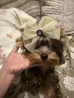 Kayla, a female Yorkshire Terrier for sale in Pensacola, FL – Photo 1 of 3