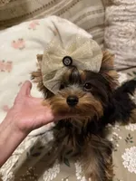 Kayla, a female Yorkshire Terrier for sale in Pensacola, FL – Photo 3 of 3