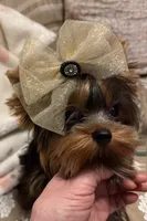 Kayla, a female Yorkshire Terrier for sale in Pensacola, FL – Photo 2 of 3