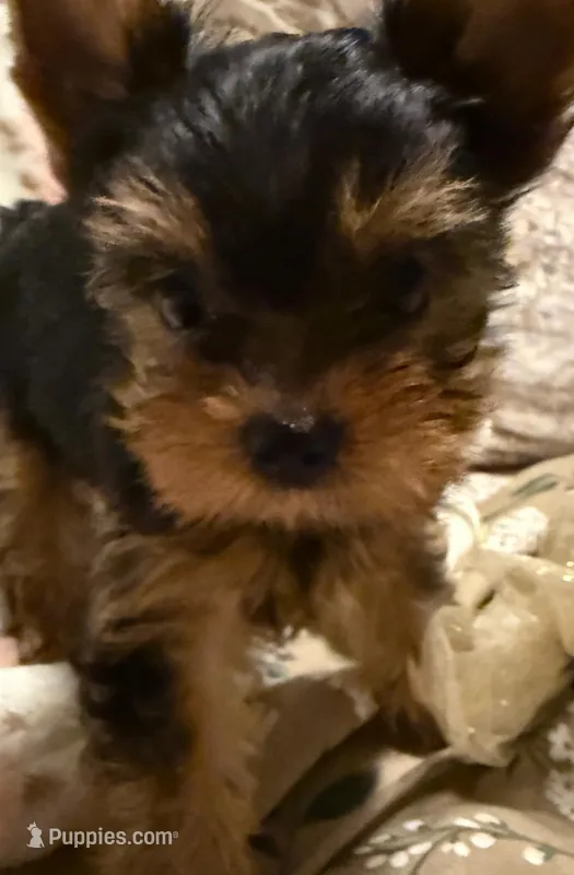 Jerry – Yorkshire Terrier puppy for sale in Pensacola, FL