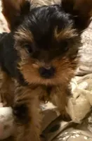 Jerry, a male Yorkshire Terrier for sale in Pensacola, FL – Photo 1 of 4