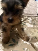 Jerry, a male Yorkshire Terrier for sale in Pensacola, FL – Photo 4 of 4