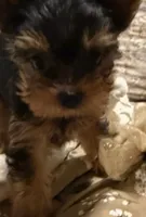 Jerry, a male Yorkshire Terrier for sale in Pensacola, FL – Photo 3 of 4