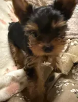 Jerry, a male Yorkshire Terrier for sale in Pensacola, FL – Photo 2 of 4