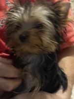 Jerry, a male Yorkshire Terrier for sale in Pensacola, FL – 2 of 6