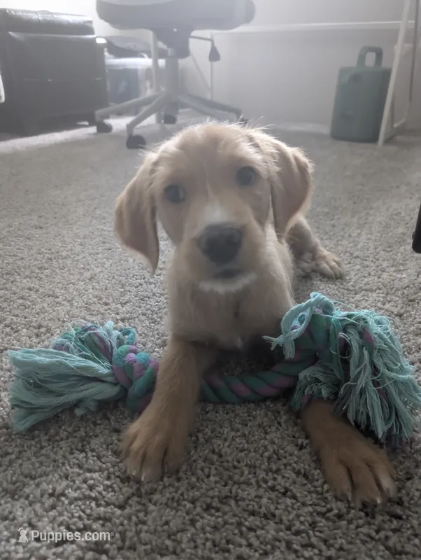 Sunny – Goldendoodle puppy for sale in Raleigh, NC