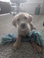 Sunny, a male Goldendoodle for sale in Raleigh, NC – 1 of 10