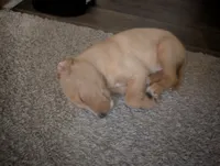 Sunny, a male Goldendoodle for sale in Raleigh, NC – 6 of 10