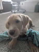 Sunny, a male Goldendoodle for sale in Raleigh, NC – 2 of 10