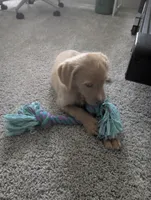 Sunny, a male Goldendoodle for sale in Raleigh, NC – 3 of 10