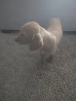 Sunny, a male Goldendoodle for sale in Raleigh, NC – 10 of 10