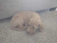 Sunny, a male Goldendoodle for sale in Raleigh, NC – 7 of 10