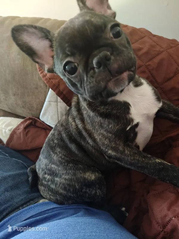 Xuxi (Chuchi) – French Bulldog puppy for sale in Buffalo, NY