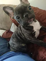 Xuxi (Chuchi), a female French Bulldog for sale in Buffalo, NY – Photo 1 of 7