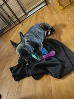 Xuxi (Chuchi), a female French Bulldog for sale in Buffalo, NY – Photo 6 of 7