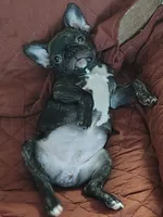 Xuxi (Chuchi), a female French Bulldog for sale in Buffalo, NY – Photo 2 of 7