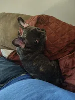 Xuxi (Chuchi), a female French Bulldog for sale in Buffalo, NY – Photo 3 of 7