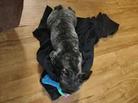 Xuxi (Chuchi), a female French Bulldog for sale in Buffalo, NY – Photo 5 of 7