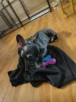 Xuxi (Chuchi), a female French Bulldog for sale in Buffalo, NY – Photo 7 of 7