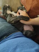 Xuxi (Chuchi), a female French Bulldog for sale in Buffalo, NY – Photo 4 of 7