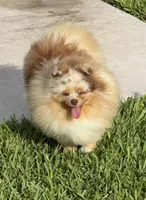 Ritzy , a male Pomeranian for sale in Wauchula, FL – 5 of 10