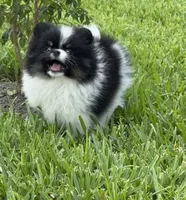 Archie , a male Pomeranian for sale in Wauchula, FL – 4 of 10