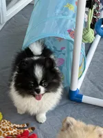 Archie , a male Pomeranian for sale in Wauchula, FL – 5 of 10