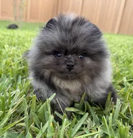 Sammy, a male Pomeranian for sale in Wauchula, FL – 2 of 10