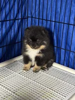 Blk/tan , a female Pomeranian for sale in Wauchula, FL – 2 of 10