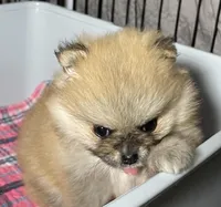 Candy, a female Pomeranian for sale in Wauchula, FL – Photo 9 of 10