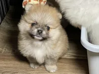 Candy, a female Pomeranian for sale in Wauchula, FL – Photo 5 of 10