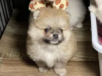 Candy, a female Pomeranian for sale in Wauchula, FL – Photo 2 of 10