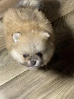 Candy, a female Pomeranian for sale in Wauchula, FL – Photo 7 of 10