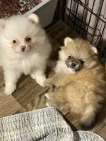 Candy, a female Pomeranian for sale in Wauchula, FL – Photo 4 of 10