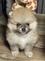 Candy, a female Pomeranian for sale in Wauchula, FL – Photo 1 of 10