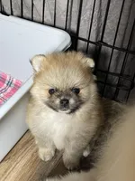 Candy, a female Pomeranian for sale in Wauchula, FL – Photo 10 of 10
