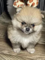 Candy, a female Pomeranian for sale in Wauchula, FL – Photo 8 of 10